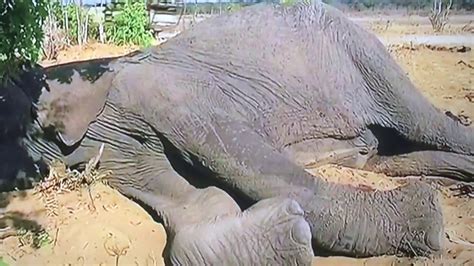 mali elephant died